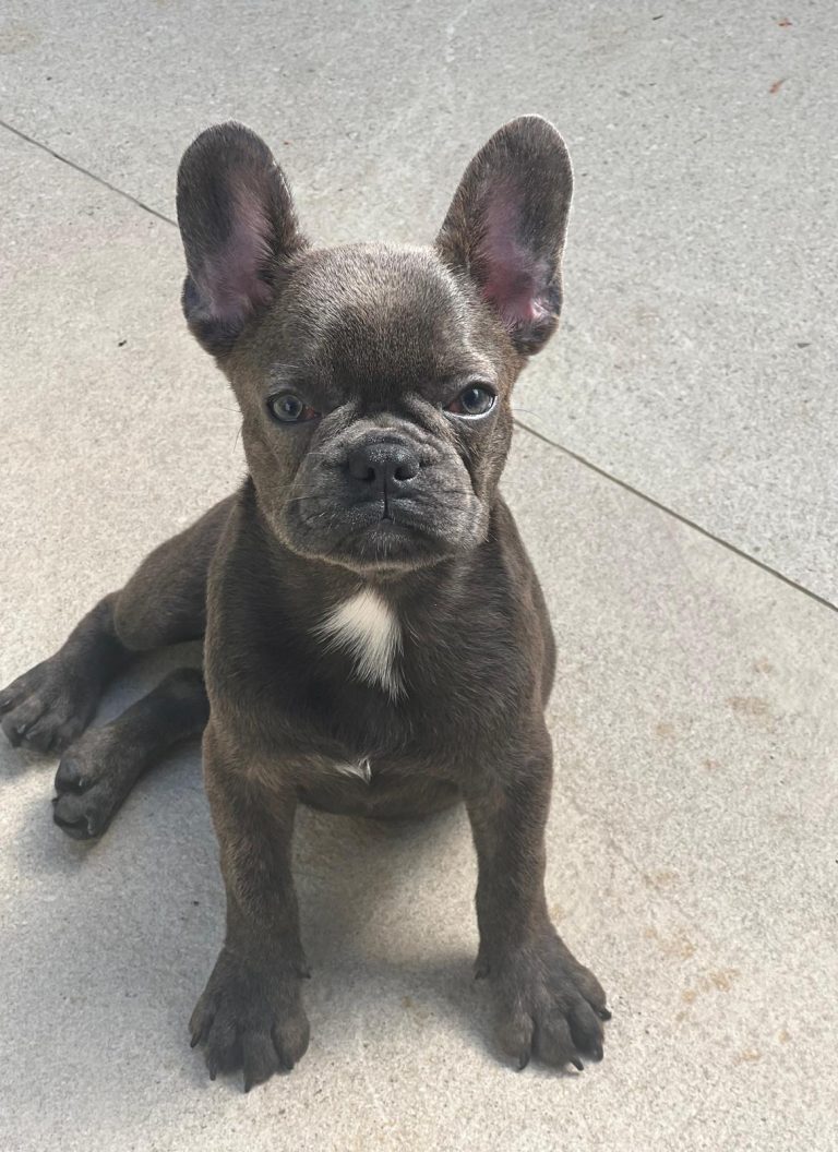 Close-up of Luna French Bulldog puppy with a small white patch on its chest, sitting on a concrete surface and looking directly at the camera with alert ears and a serious expression.