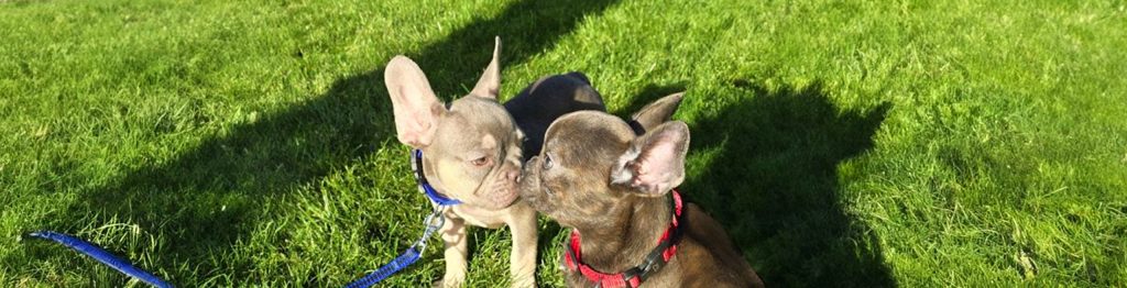 Two French Bulldogs sitting on a grassy park lawn on a sunny day, one wearing a blue harness and leash, the other wearing a red harness and leash. They appear to be interacting affectionately, with trees and a paved walkway visible in the background.
