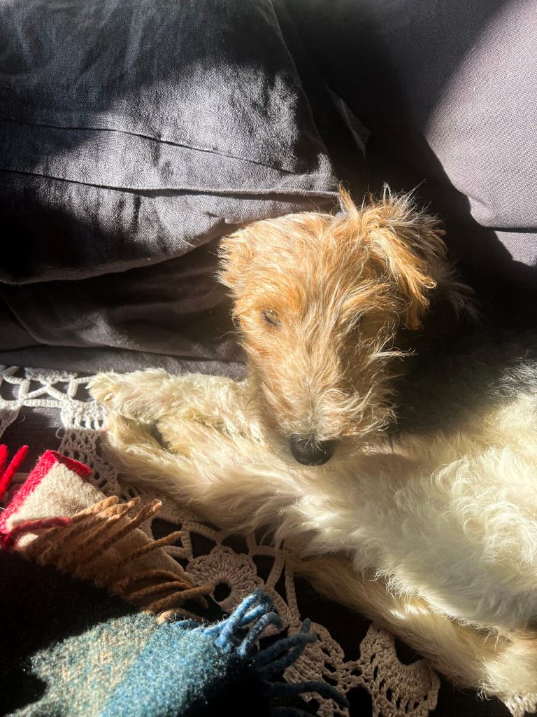 The image shows a fox terrier with light, curly fur relaxing on a surface covered by a crocheted blanket. The dog appears cozy and is partially bathed in sunlight, with soft shadows adding warmth to the scene. A colorful fringed wool blanket is also visible in the foreground, enhancing the cozy atmosphere.