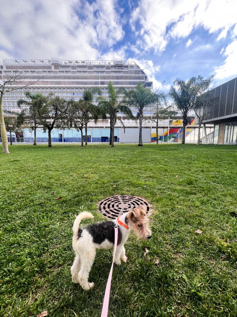A Fox Terrier sitting on a green lawn in Lisbon, Portugal, surrounded by a sunny urban setting with a boat in the background. The dog's light, wiry fur glows in the natural sunlight, creating a cheerful and vibrant atmosphere.