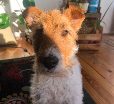 A Fox Terrier lounging indoors in Lisbon, Portugal, basking in a warm patch of sunlight. The dog’s light, wiry fur glistens as it rests comfortably on a textured surface, surrounded by plants. Soft shadows and natural light create a peaceful and serene atmosphere.
