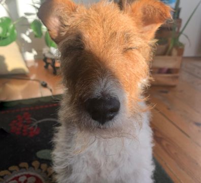 A Fox Terrier lounging indoors in Lisbon, Portugal, with his eyes closed, basking in a warm patch of sunlight. The dog’s light, wiry fur glistens as it rests comfortably on a textured surface, surrounded by plants. Soft shadows and natural light create a peaceful and serene atmosphere.