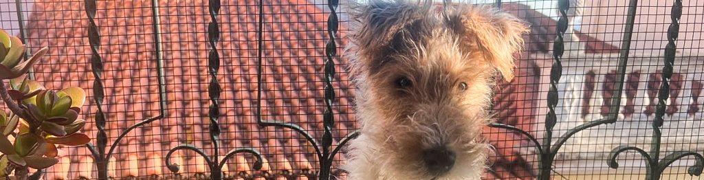 A Fox Terrier lounging indoors in Lisbon, Portugal, basking in a warm patch of sunlight. The dog’s light, wiry fur glistens as it rests comfortably on a textured surface, surrounded by plants. Soft shadows and natural light create a peaceful and serene atmosphere.