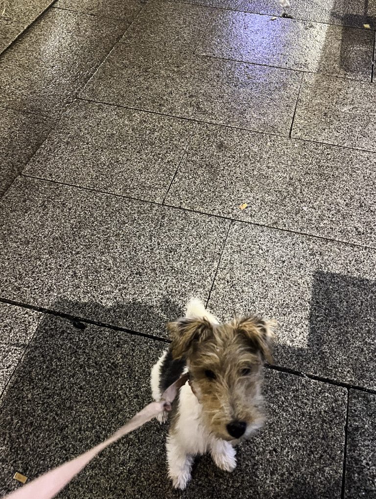 Julião, the fox terrier, sitting on a wet stone-paved street in Ourense at night, looking up attentively while on a pink leash.
