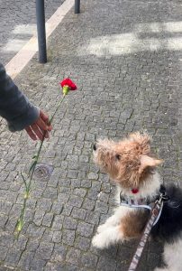A small, curious dog on a leash looks up at a red carnation being gently offered by a person’s hand, on a cobbled street—capturing a tender and symbolic moment, in reference to the Carnation Revolution.