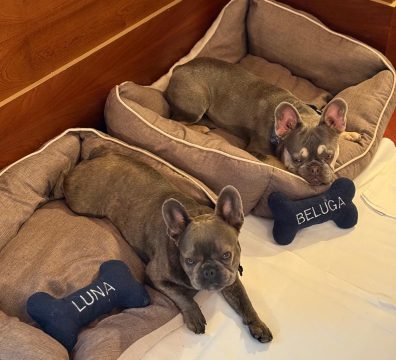 The Frenchies, Beluga and Luna, relaxing in cushioned beds, with blue bone-shaped toys labeled, next to them.
