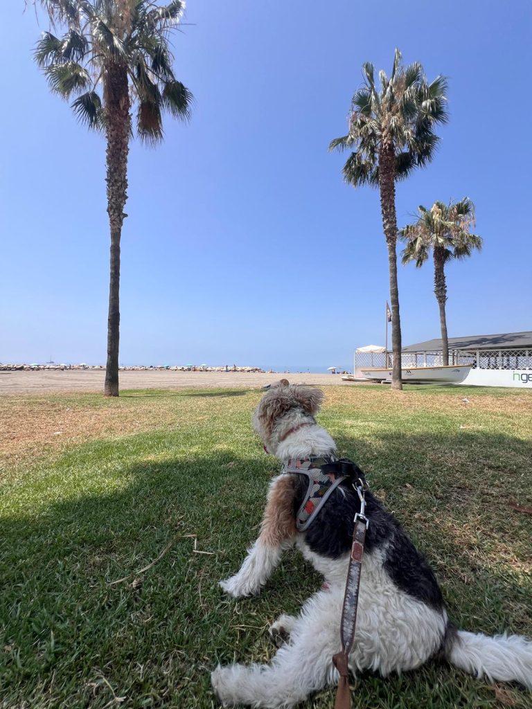 A ground-level shot of a shaggy, tricolored dog named Juliao, sitting on a grassy lawn at a beach. Juliao is facing away from the camera, looking out towards the ocean. Three tall palm trees stand in the grass in front of him. In the background, there is a sandy beach, the calm ocean, and a clear blue sky. A white building with a covered patio is visible on the right. Juliao is wearing a harness and is on a leash.