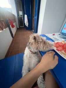 A medium shot of fluffy Julião standing on a blue bench on a balcony, with his front paws on a blue table. He has shaggy, light-colored fur and is wearing a brown collar. Juliao is looking intently at a plate of sliced tomatoes on the table, while a person's hand rests next to him. In the background, there is a door with blue shutters and a tiled floor. A white towel is hanging to dry on the door.