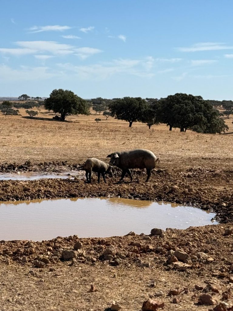 The last photo features two dark-colored Iberian pigs—a large adult and a smaller piglet—drinking from a muddy waterhole in a sunny, expansive field. The background shows the classic Alentejo landscape with dry, golden grass and scattered cork oak trees, illustrating the free-range environment where these animals are raised.