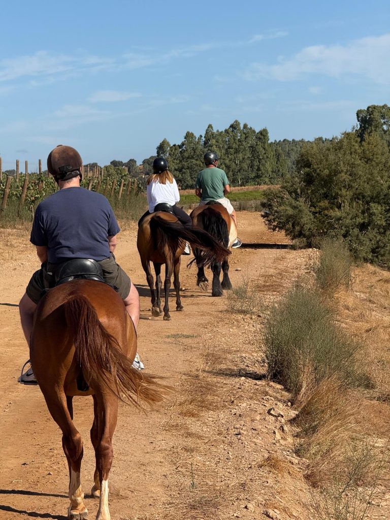 This image captures three individuals on a horseback ride along a dry, dirt path. The riders are seen from behind, all wearing helmets and riding brown/bay horses. The lead rider is in a dark blue t-shirt, followed by a rider in a white top, and a rider in a green t-shirt. The setting is rural and sunlit, featuring low, scrubby bushes bordering the trail. In the background, there are rows of vineyards on the left and a dense cluster of green trees under a clear blue sky, suggesting a pleasant outing in the countryside.