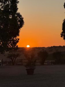 Sunset at Malhadinha, taken in a rural or natural setting, framed nicely by the trees on the left and right, with a potted plant in the foreground.