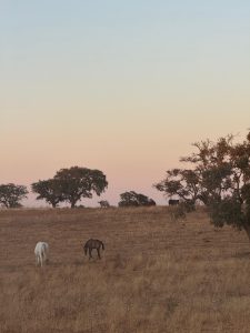 Alentejo countryside at sunset, with horses grazing in a dry field dotted with trees under a sky shaded in blue and pink.