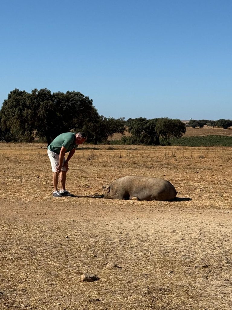 Alan interacting with a large Iberian pig resting in a dry, stubbled field. The scene is set in the sunny, rural landscape of Alentejo, characterized by golden fields and scattered cork trees, underscoring the agricultural focus of the Malhadinha Nova estate.